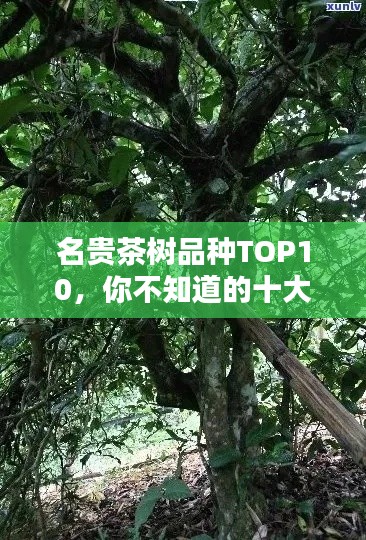 雍容尔雅 第2页